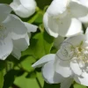 Philadelphus 'Virginal' - XL