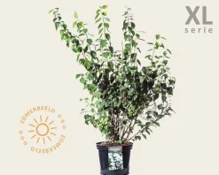 Philadelphus 'Virginal' - XL