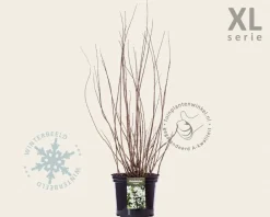 Philadelphus 'Virginal' - XL
