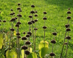 Phlomis russeliana