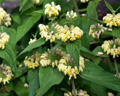 Phlomis russeliana