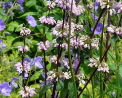 Phlomis tuberosa