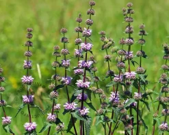 Phlomis tuberosa