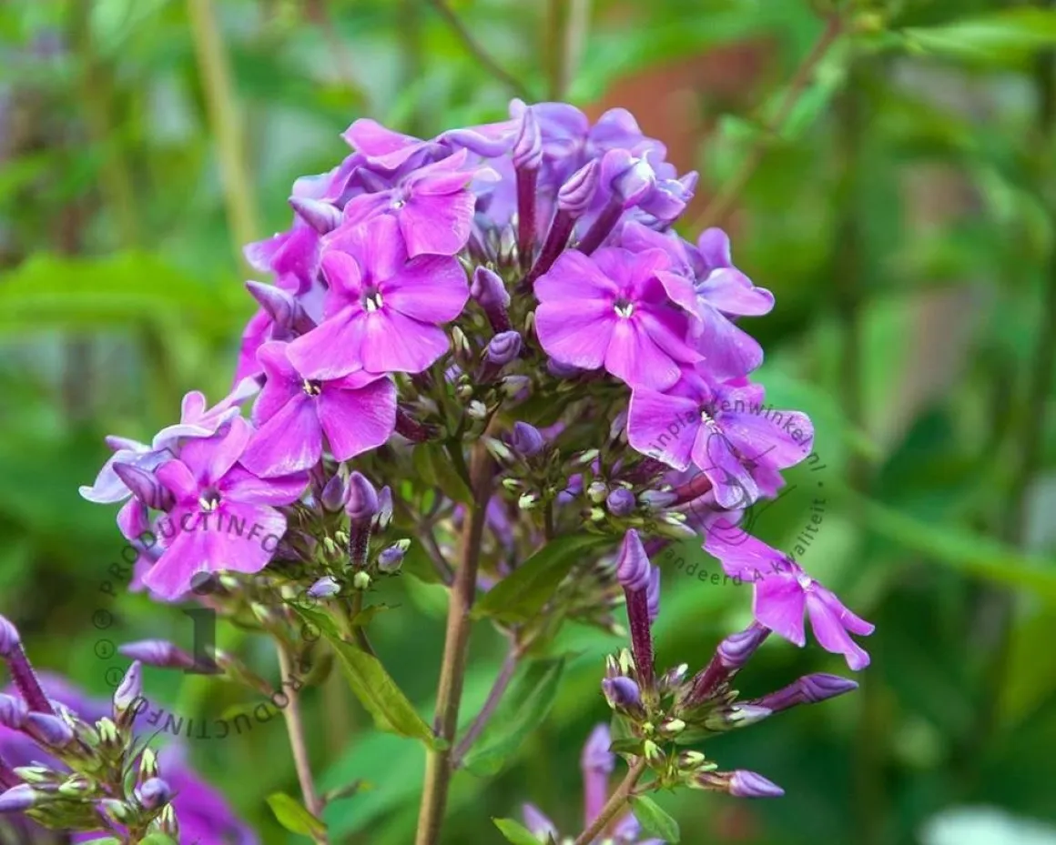 Phlox paniculata 'Blue Paradise'