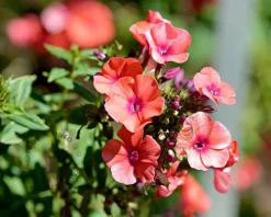 Phlox paniculata 'Orange Perfection'