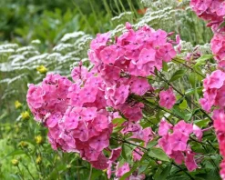 Phlox paniculata 'Rijnstroom'