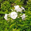 Phlox paniculata 'White Admiral'
