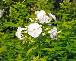 Phlox paniculata 'White Admiral'