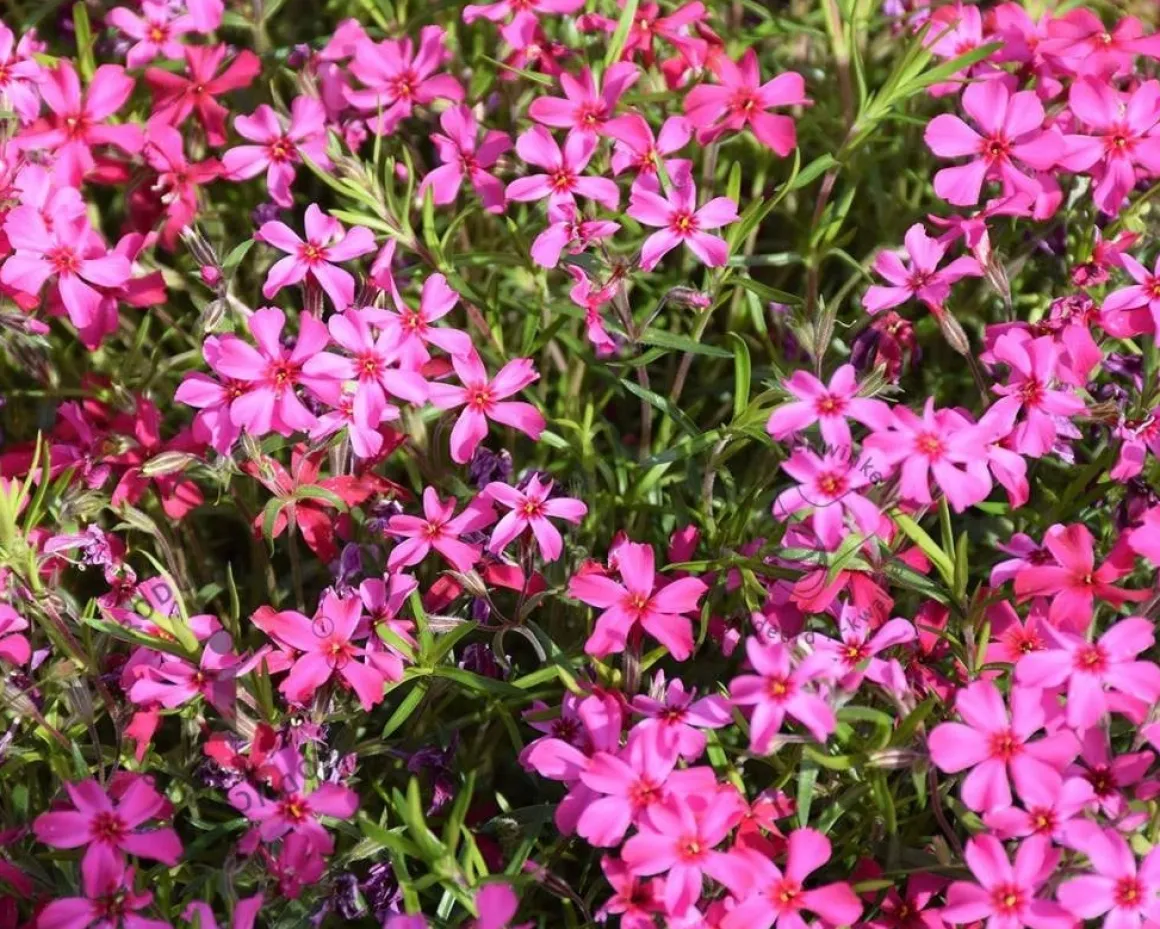 Phlox subulata 'Atropurpurea'