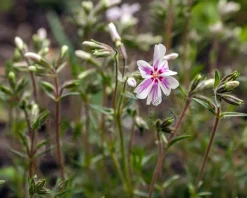 Phlox subulata 'Candystripes'