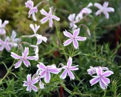 Phlox subulata 'Candystripes'