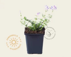 Phlox subulata 'Candystripes'