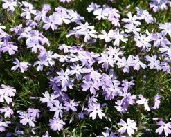 Phlox subulata 'Emerald Cushion Blue'