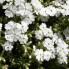 Phlox subulata 'Maischnee'