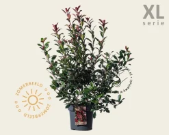 Photinia fraseri 'Carré Rouge' - XL