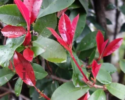 Photinia fraseri 'Little Red Robin'