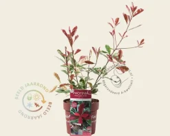 Photinia fraseri 'Pink Marble'