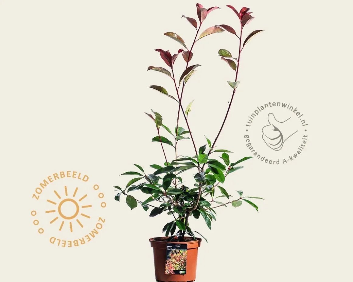 Photinia fraseri 'Red Robin'