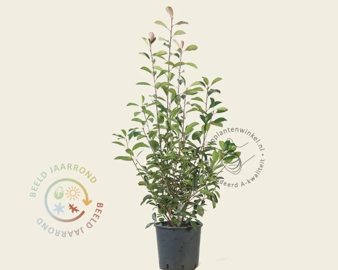 Photinia fraseri 'Red Robin'