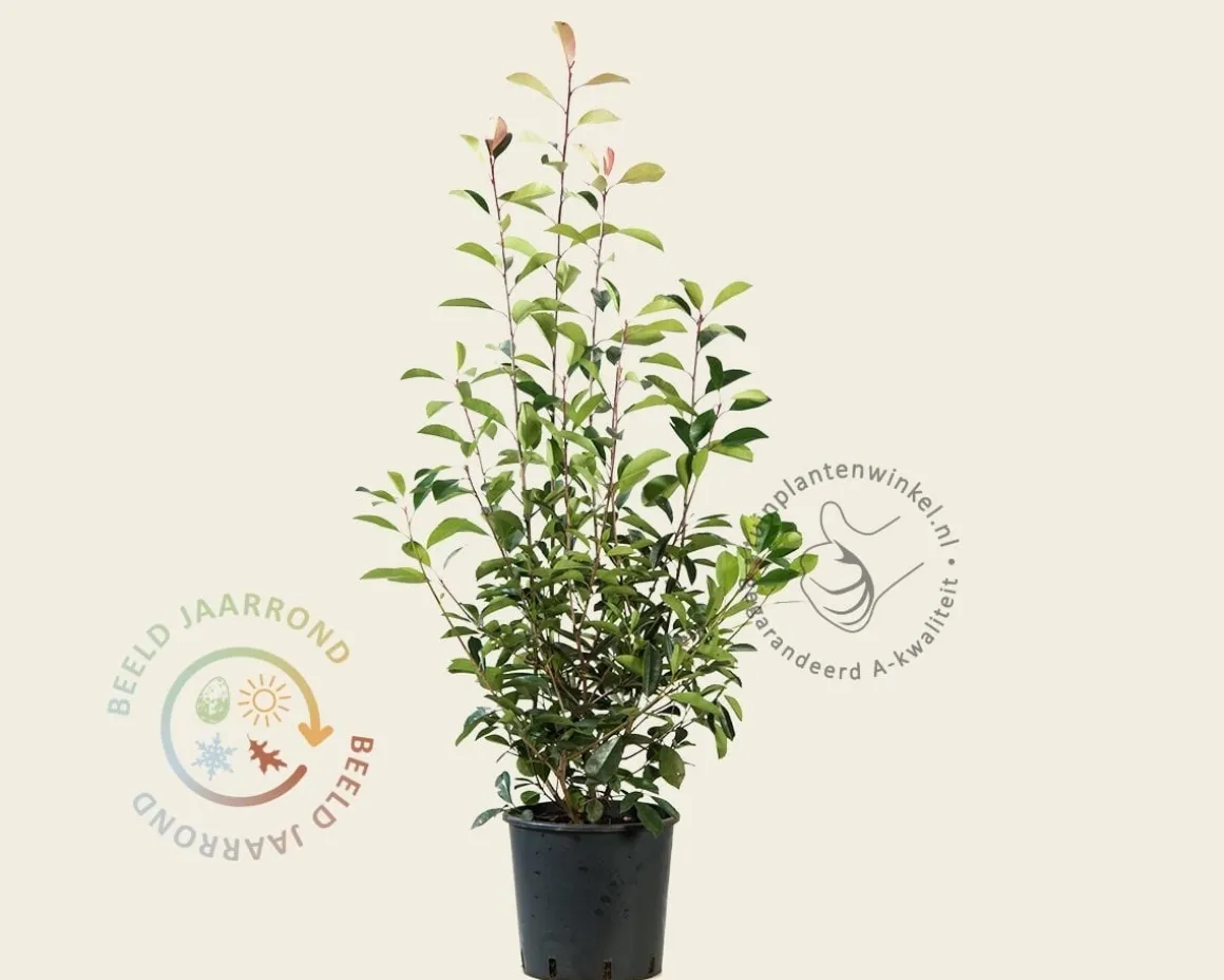 Photinia fraseri 'Red Robin'