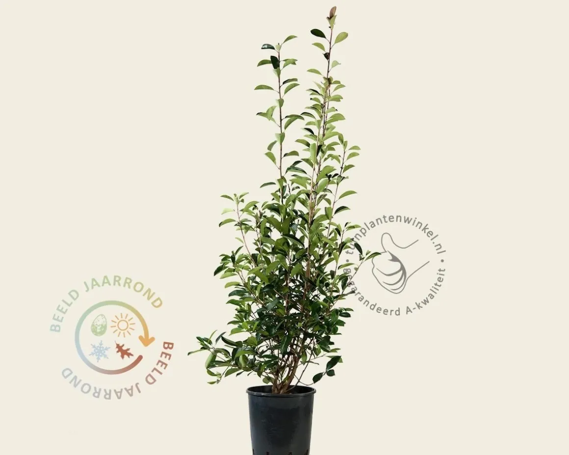 Photinia fraseri 'Red Robin'