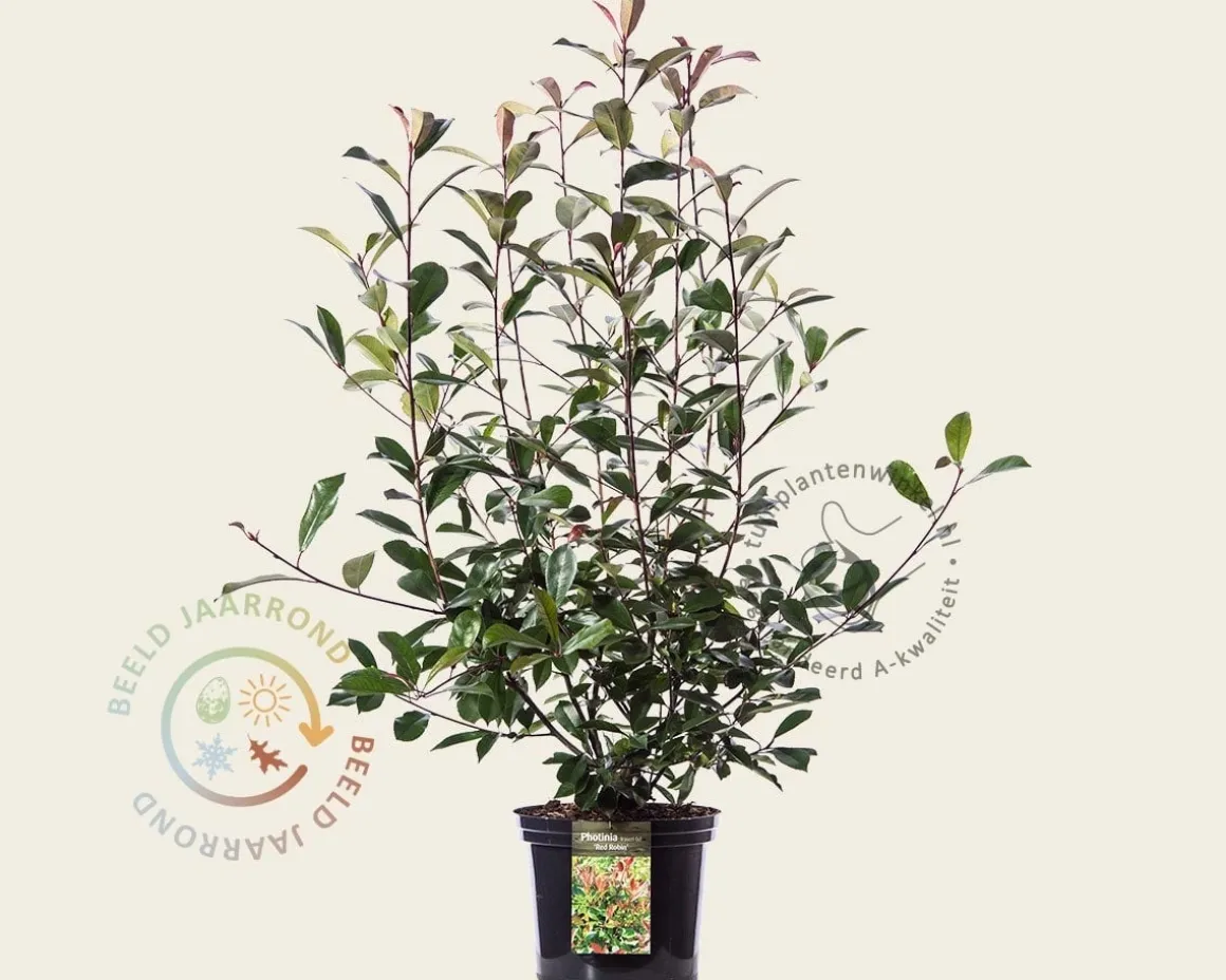 Photinia fraseri 'Red Robin'
