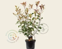Photinia fraseri 'Red Robin'