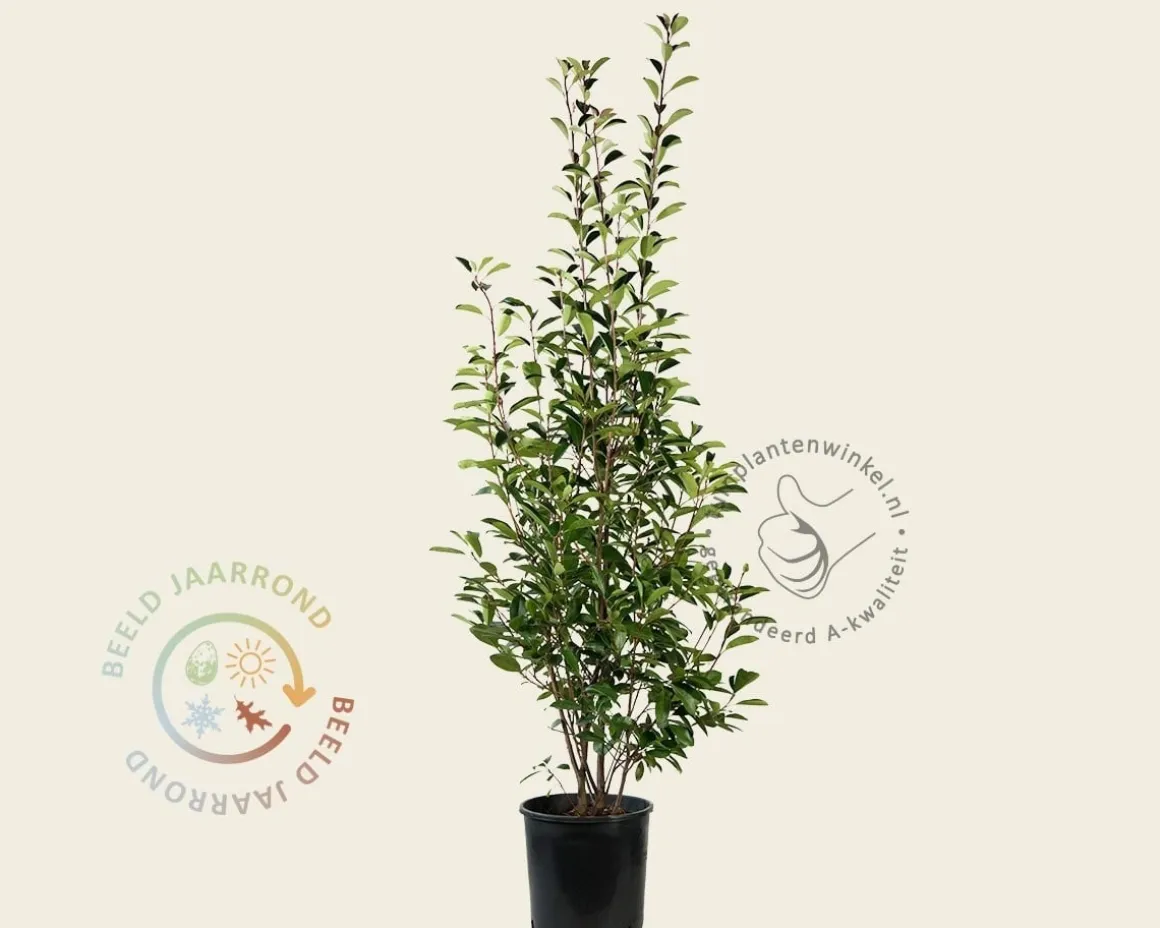 Photinia fraseri 'Red Robin'