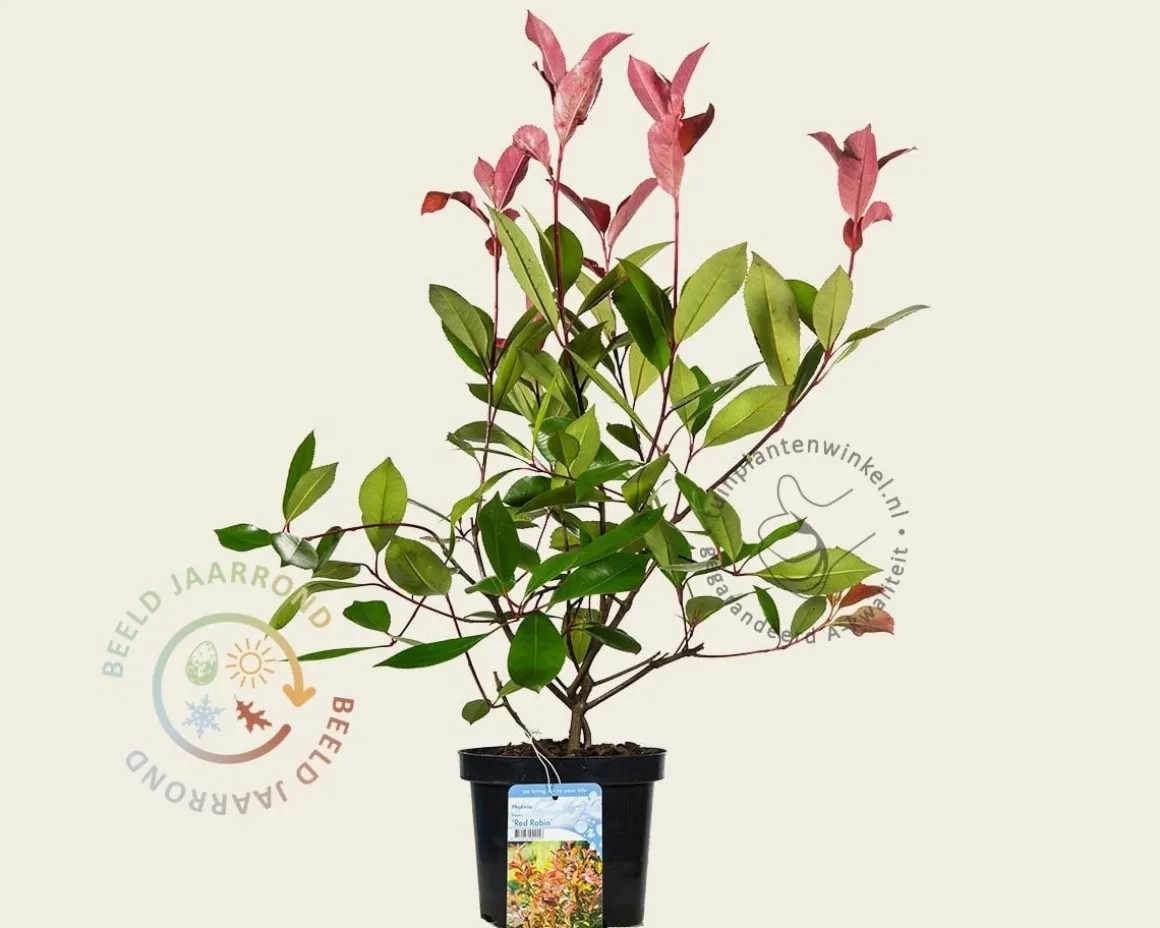 Photinia fraseri 'Red Robin'