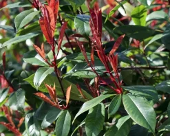 Photinia fraseri 'Red Robin'