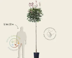 Photinia fraseri 'Red Robin' - bolvorm op stam