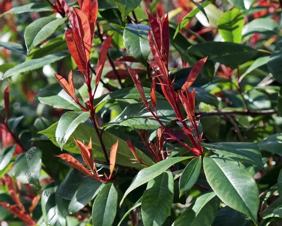 Photinia fraseri 'Red Robin' - halfstam
