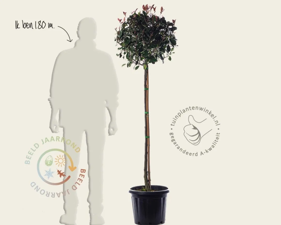Photinia fraseri 'Red Robin' - halfstam