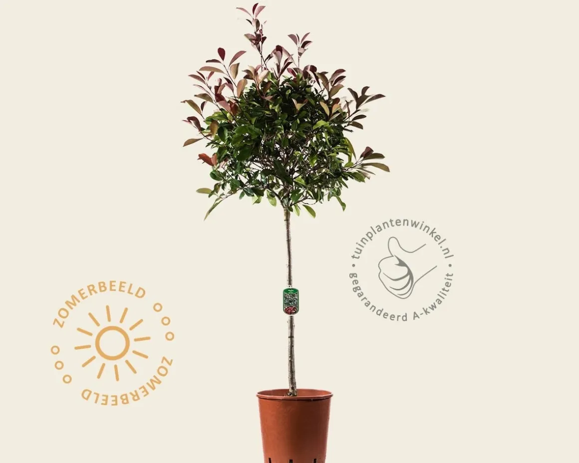 Photinia fraseri 'Red Robin' - halfstam