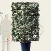Photinia fraseri 'Red Robin' - In rek 130x200 cm