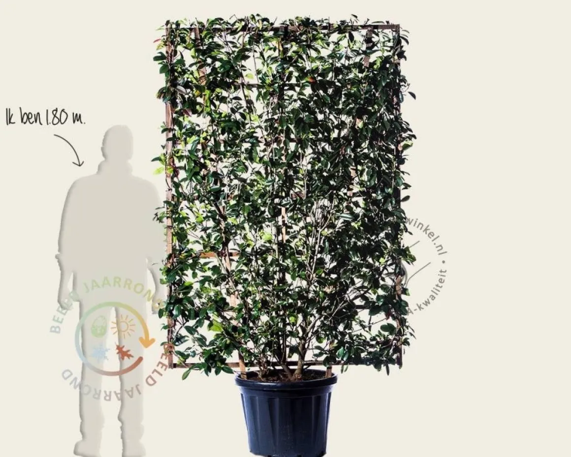 Photinia fraseri 'Red Robin' - In rek 130x200 cm