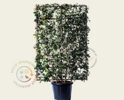 Photinia fraseri 'Red Robin' - In rek 130x200 cm