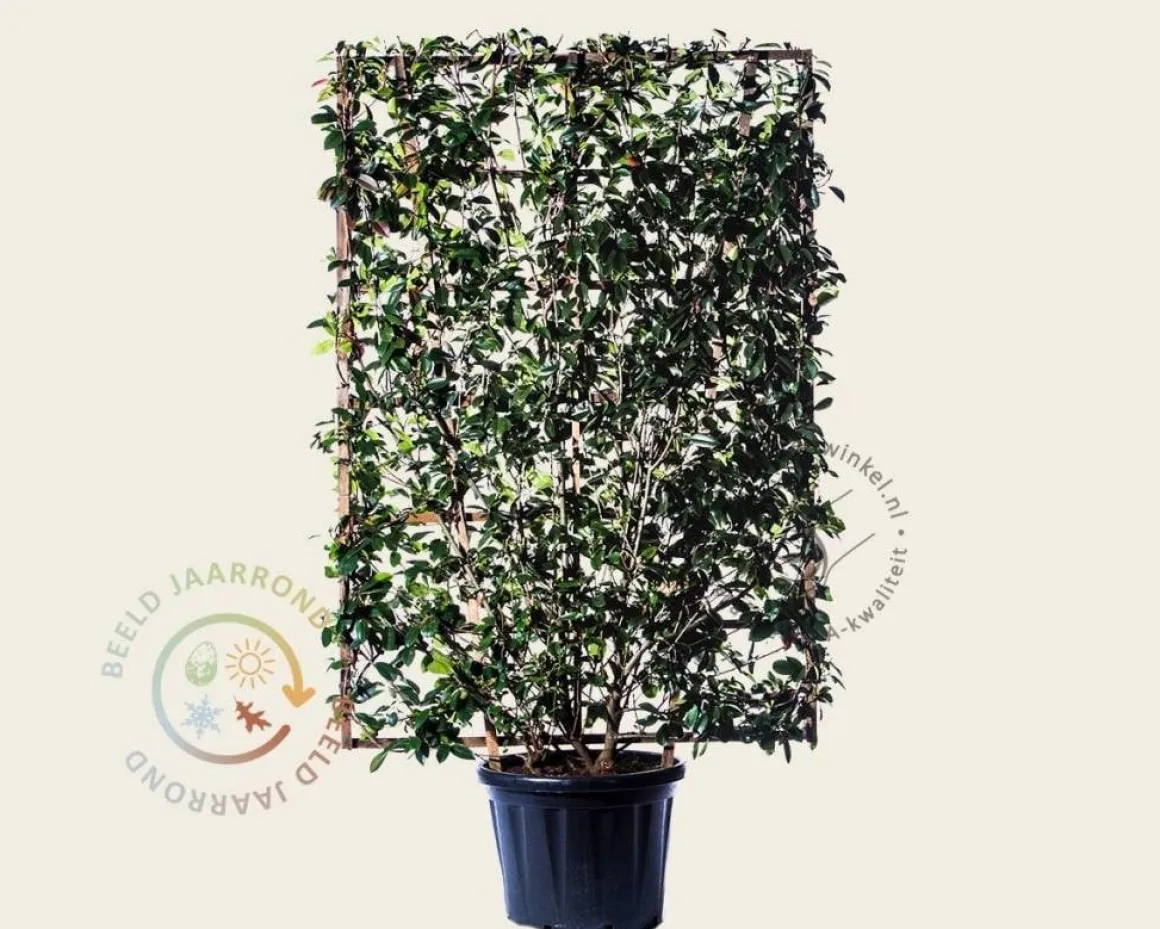 Photinia fraseri 'Red Robin' - In rek 130x200 cm