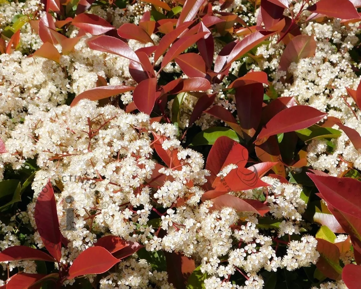 Photinia fraseri 'Red Robin' - In rek 130x200 cm