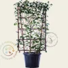 Photinia fraseri 'Red Robin' - In rek 70x120 cm