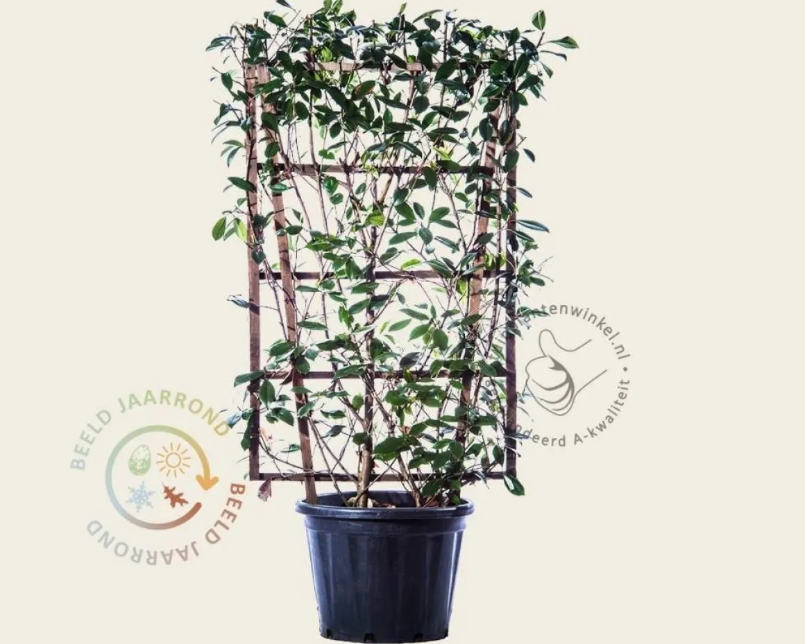 Photinia fraseri 'Red Robin' - In rek 70x120 cm