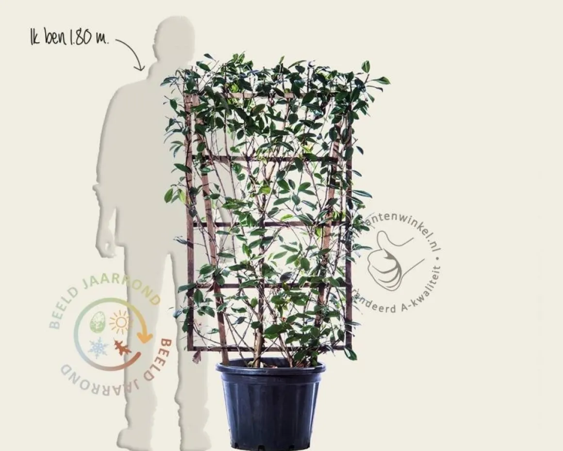 Photinia fraseri 'Red Robin' - In rek 70x120 cm