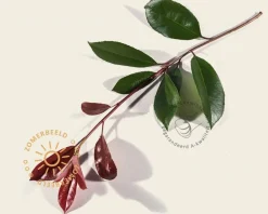 Photinia fraseri 'Red Robin' - In rek 70x120 cm