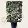 Photinia fraseri 'Red Robin' - In rek 110x160 cm