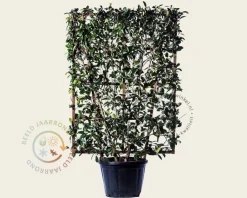Photinia fraseri 'Red Robin' - In rek 110x160 cm