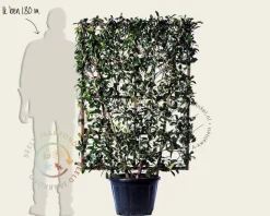 Photinia fraseri 'Red Robin' - In rek 110x160 cm