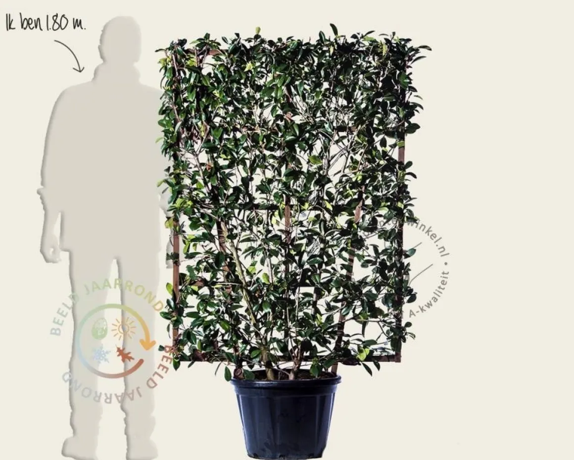 Photinia fraseri 'Red Robin' - In rek 110x160 cm