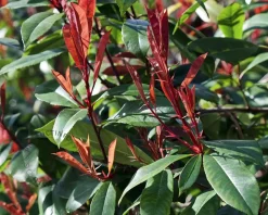Photinia fraseri 'Red Robin' - kegelvorm op stam