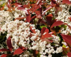Photinia fraseri 'Red Robin' - kegelvorm op stam