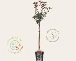 Photinia fraseri 'Robusta Compacta' - op stam